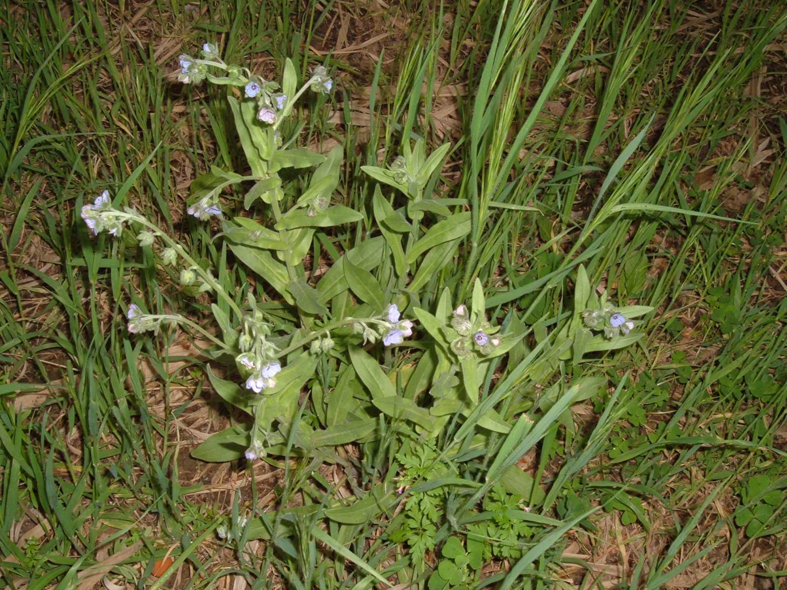 Cynoglossum creticum